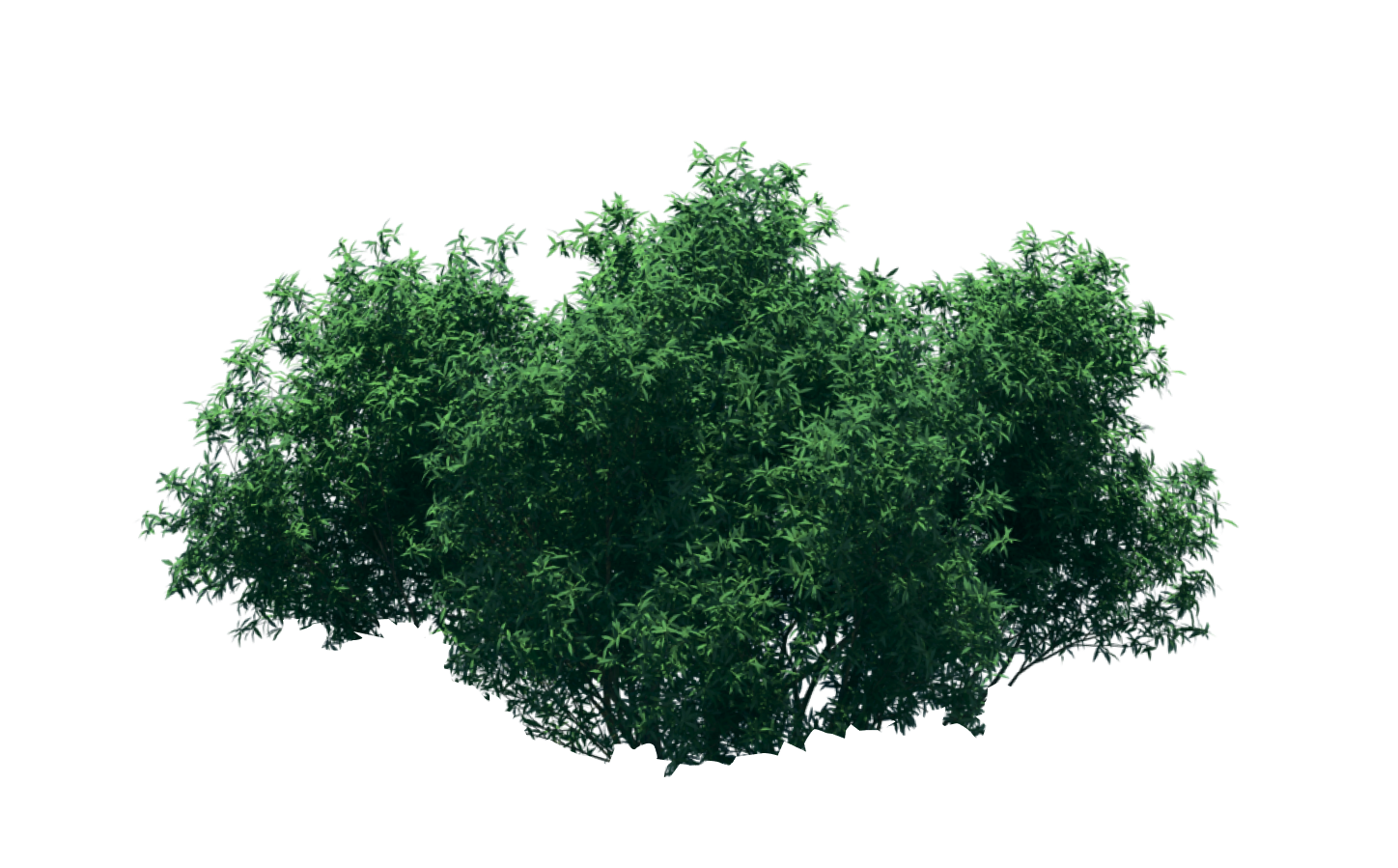 individual tree